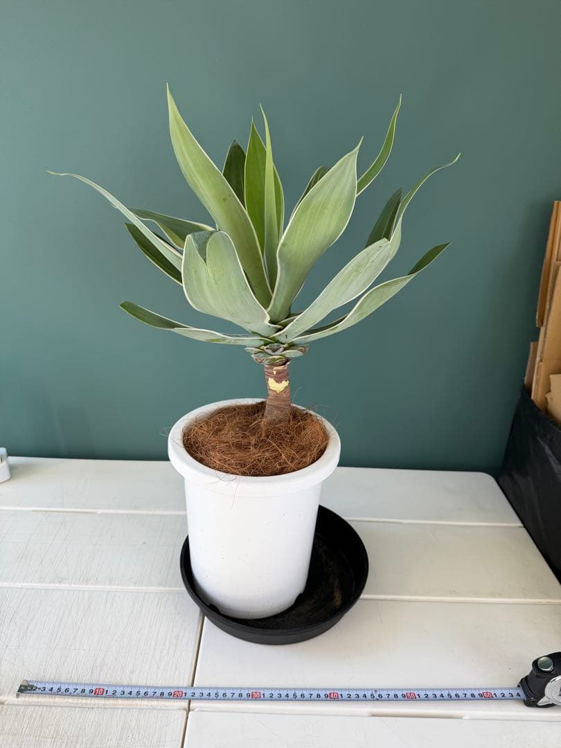 アガベ・アテナータ・レイオブライト / 大株 白覆輪 希少 レア