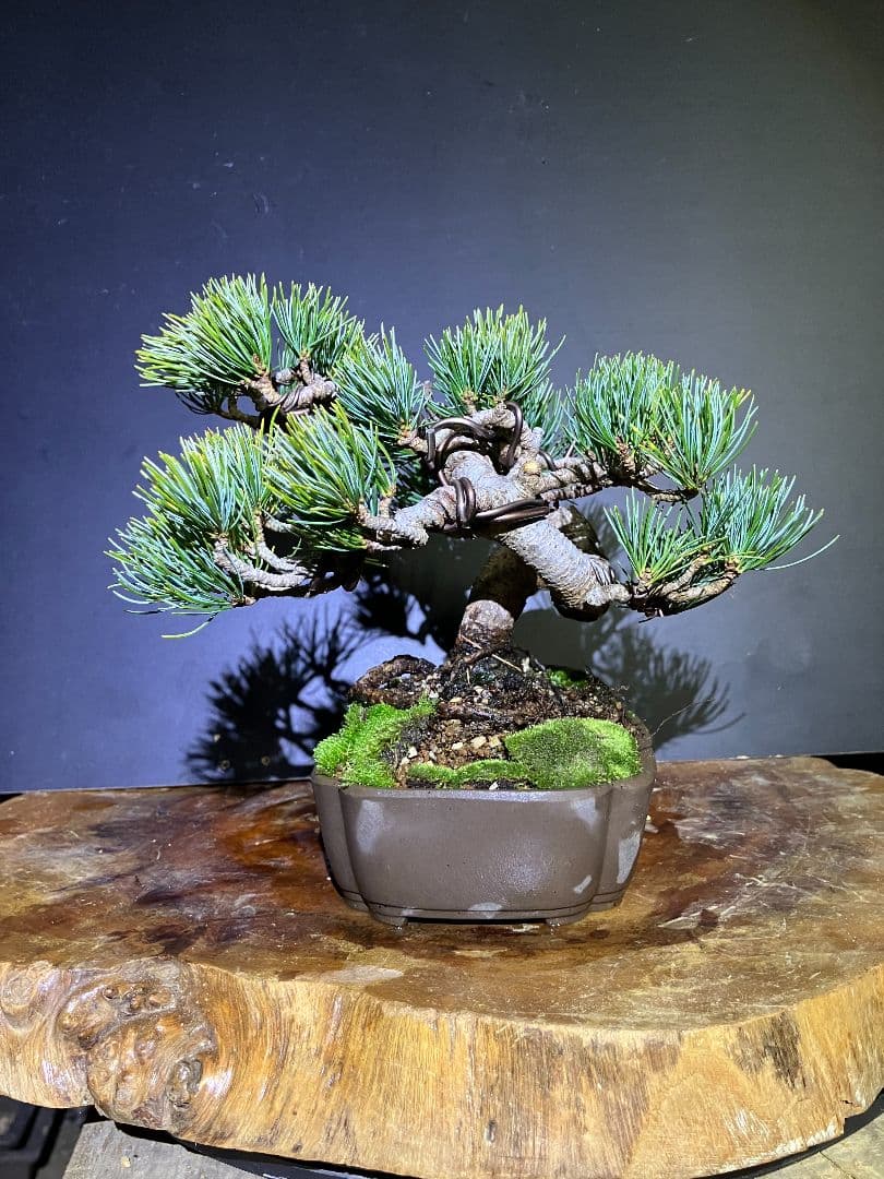 期間限定値下げ‼️銀八五葉松小品盆栽、模様木盆栽