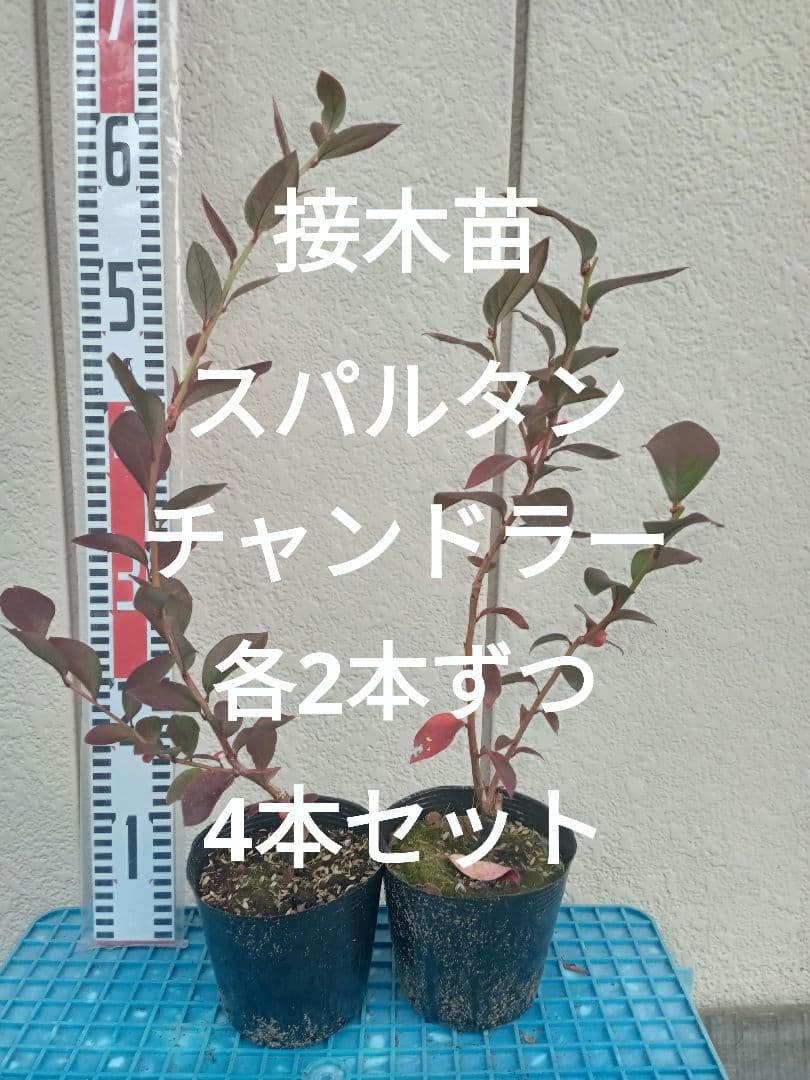 【あっちゃん】ブルーベリー接木苗　4本セット