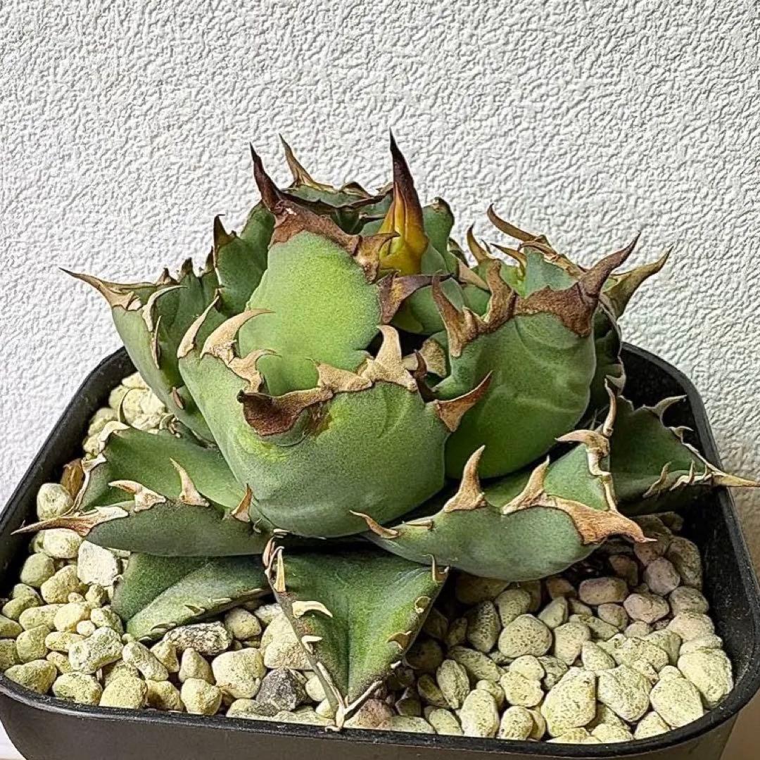 アガベ チタノタ 姫厳竜 【特選株・子株付】短葉・低重心・強棘 プレステラ105