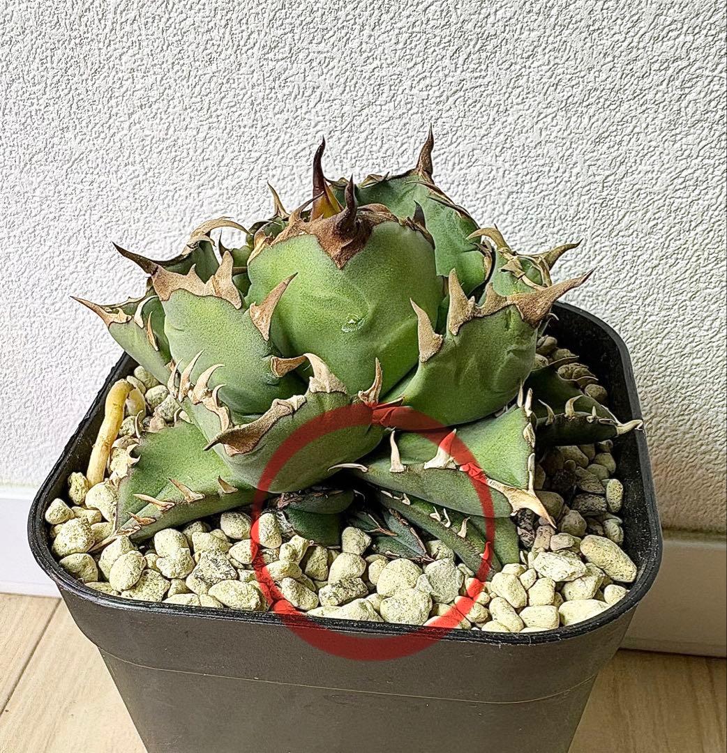 アガベ チタノタ 姫厳竜 【特選株・子株付】短葉・低重心・強棘 プレステラ105