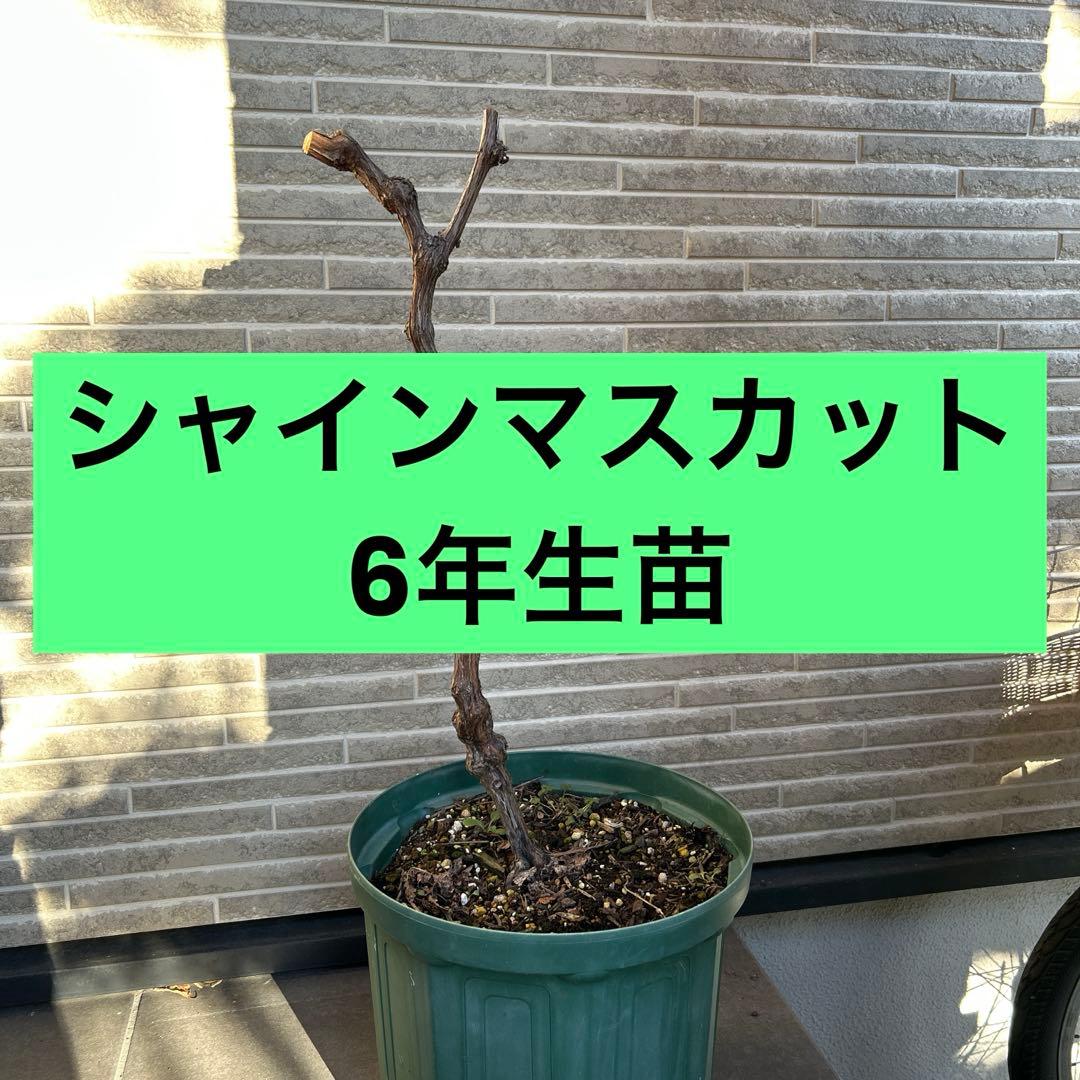 6年生　シャインマスカット