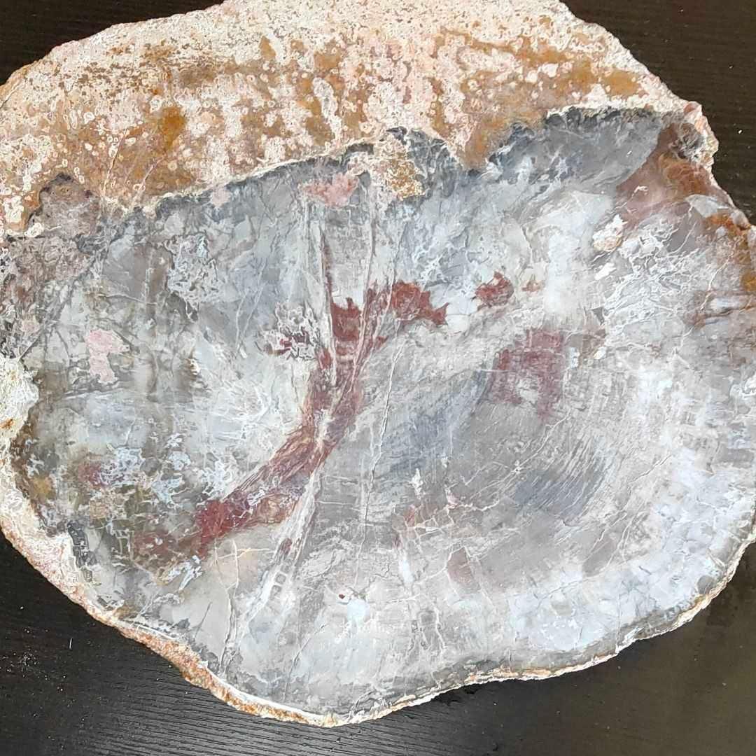 アリゾナ州で発掘された超大型珪化木の化石重量なんと21.3kg