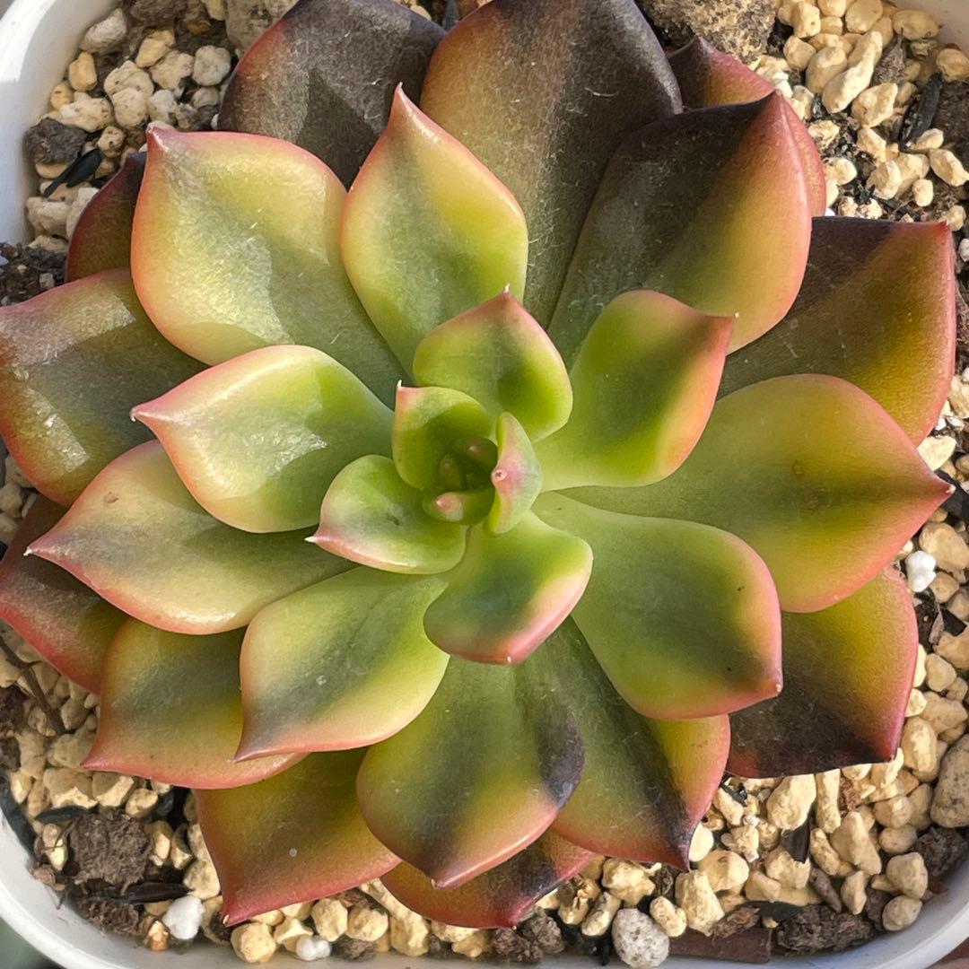 ひなまま☆！　シルバープリンス錦　ブラックプリンス錦覆輪