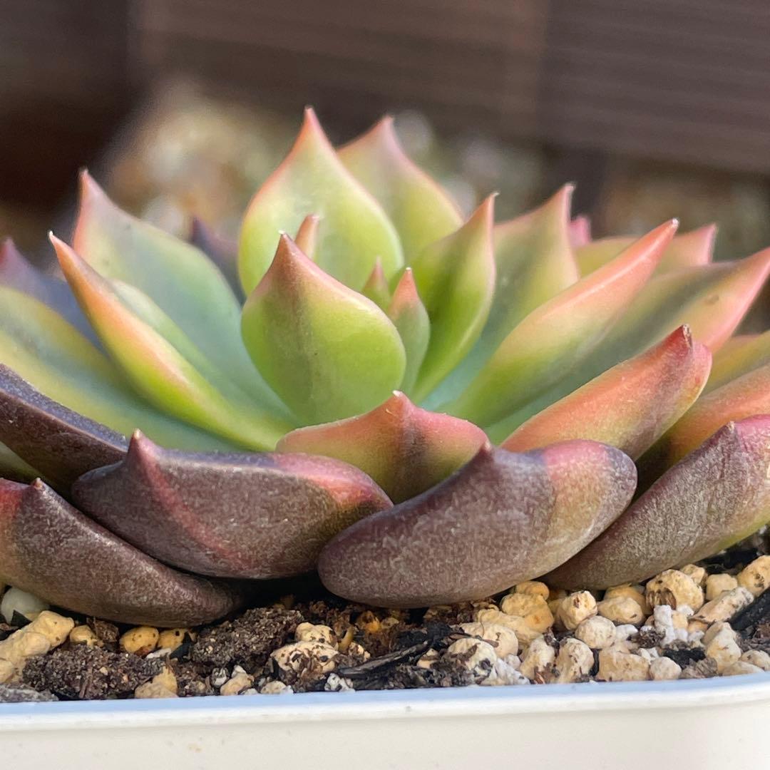 ひなまま☆！　シルバープリンス錦　ブラックプリンス錦覆輪