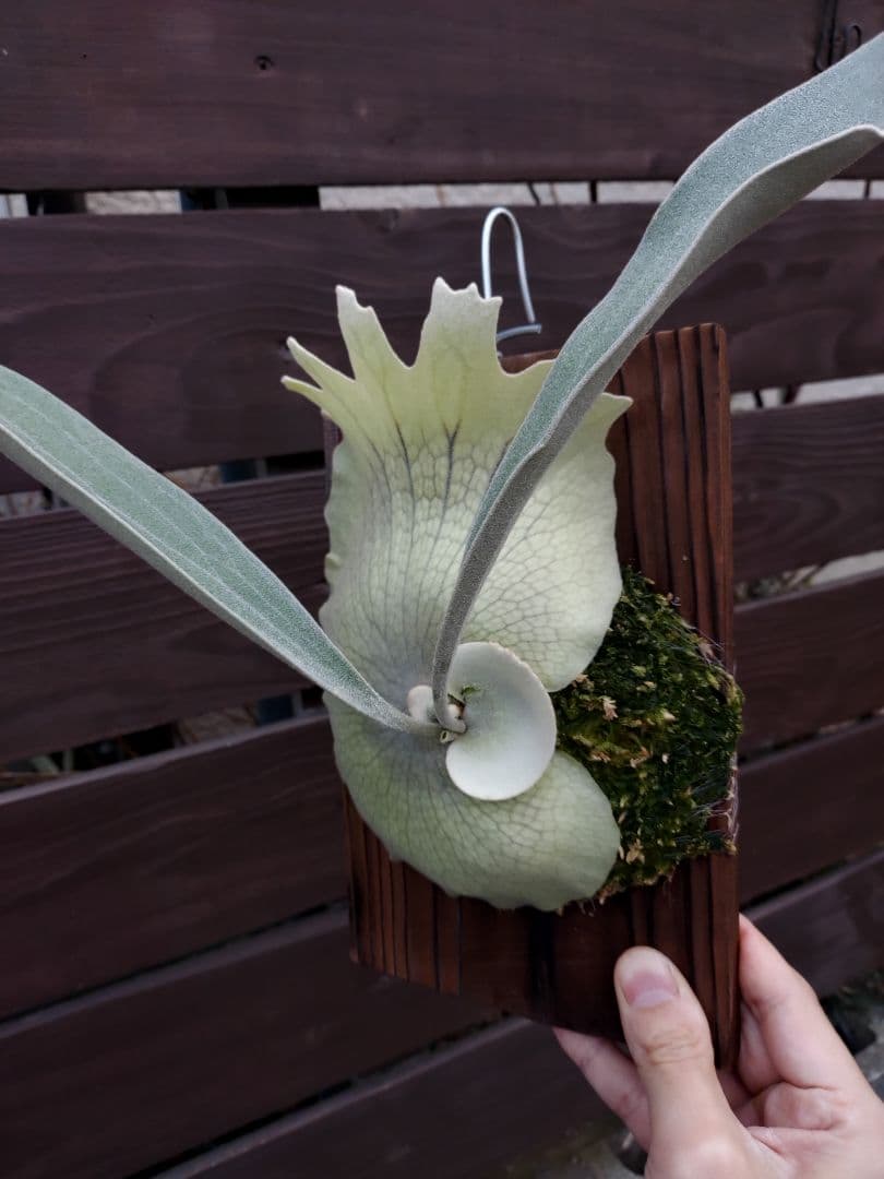 PS-1　株分け　ビカクシダ　コウモリラン