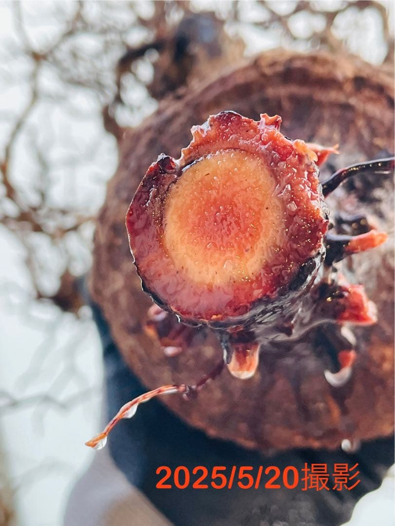 【2025年5月14日輸入分 新鮮株③】オペルクリカリア パキプス ベアルート