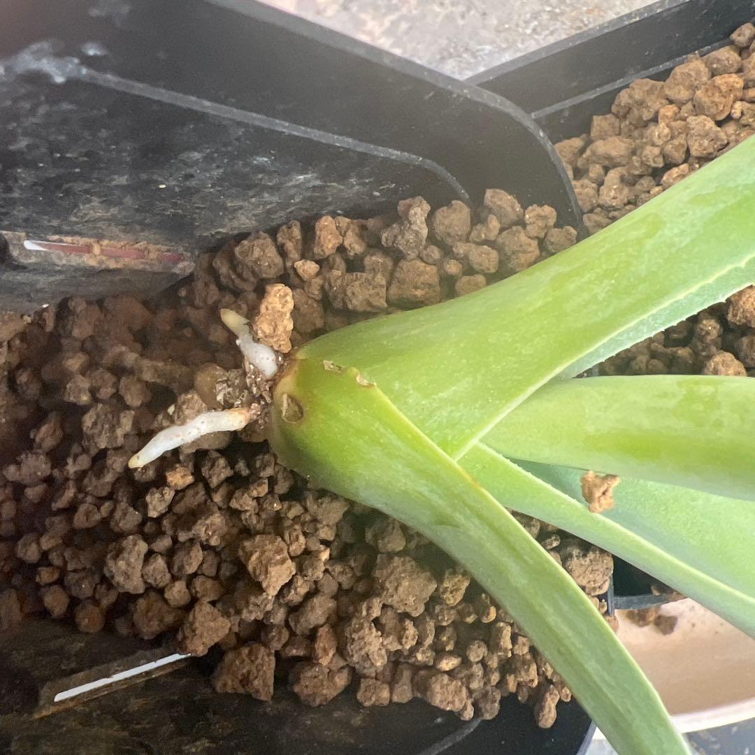 し*ち様 アガベ　オバティフォリアオルカ　発根済み子株