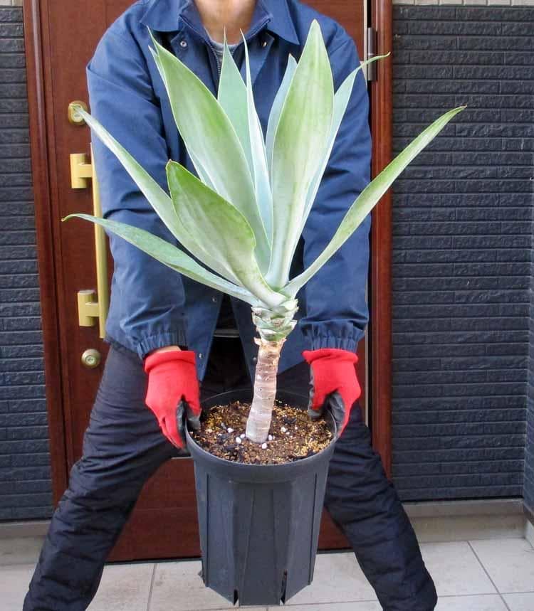 【現品】アガベ・アテナータ ボーチンブルー　８号　A14番