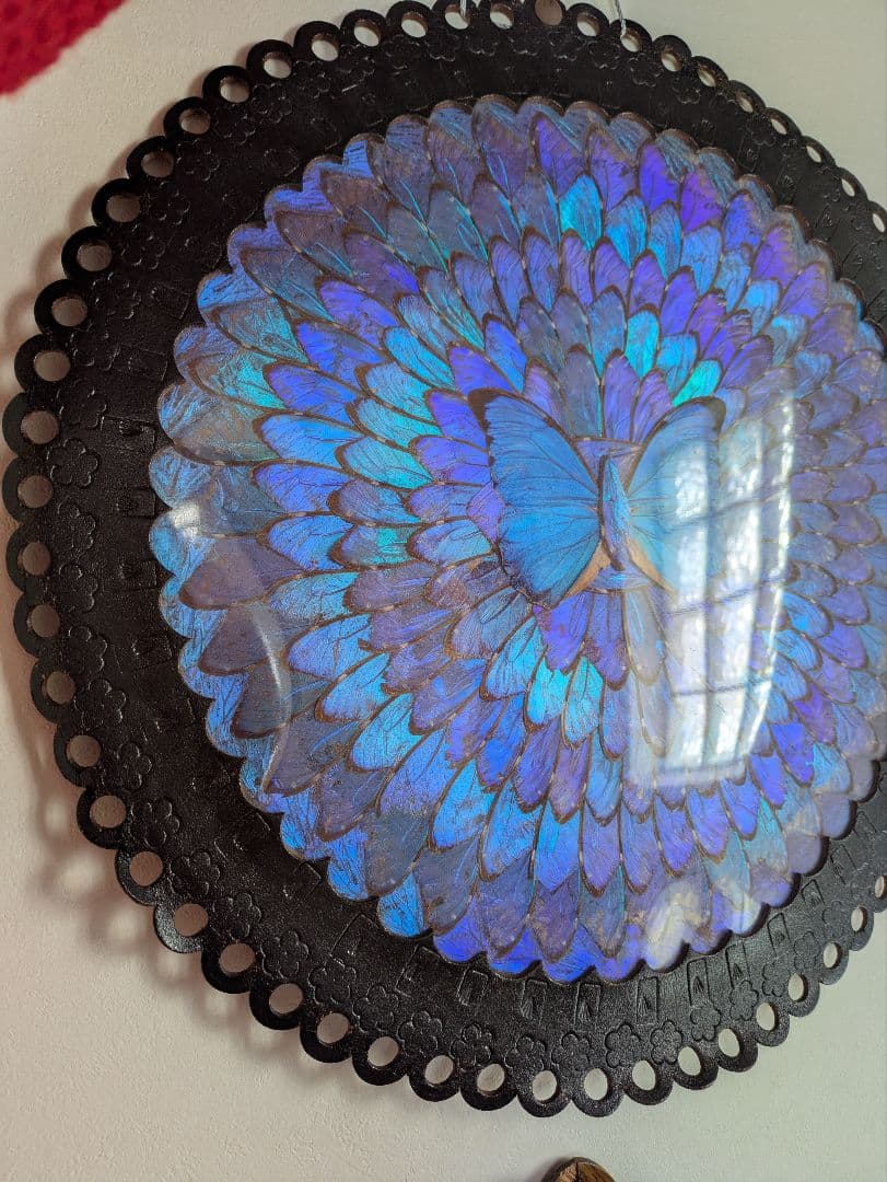 特大 極美☆神秘の輝き モルフォ蝶　美と幸運を招く一枚　Morpho 　標本