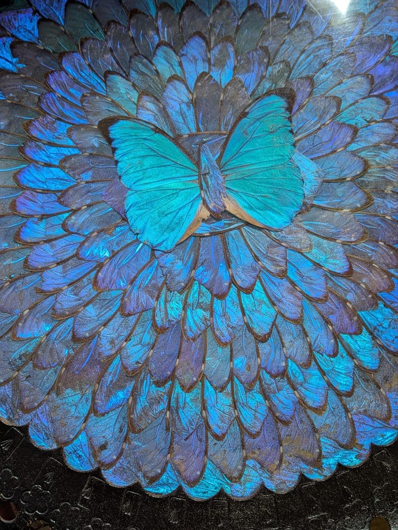 特大 極美☆神秘の輝き モルフォ蝶　美と幸運を招く一枚　Morpho 　標本