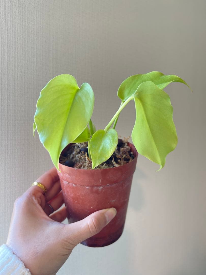 モンステラ・ポトス Monstera Deliciosa Lemon Lime