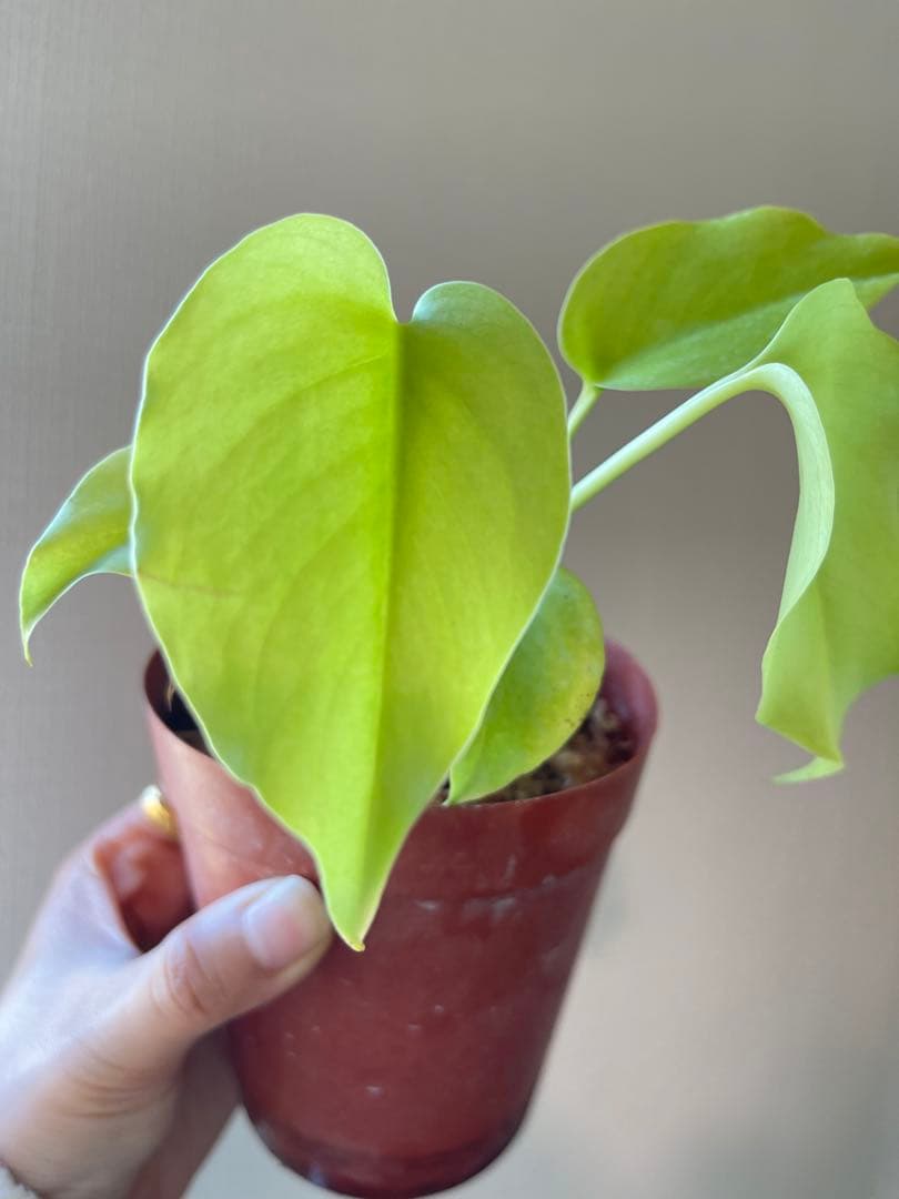 モンステラ・ポトス Monstera Deliciosa Lemon Lime
