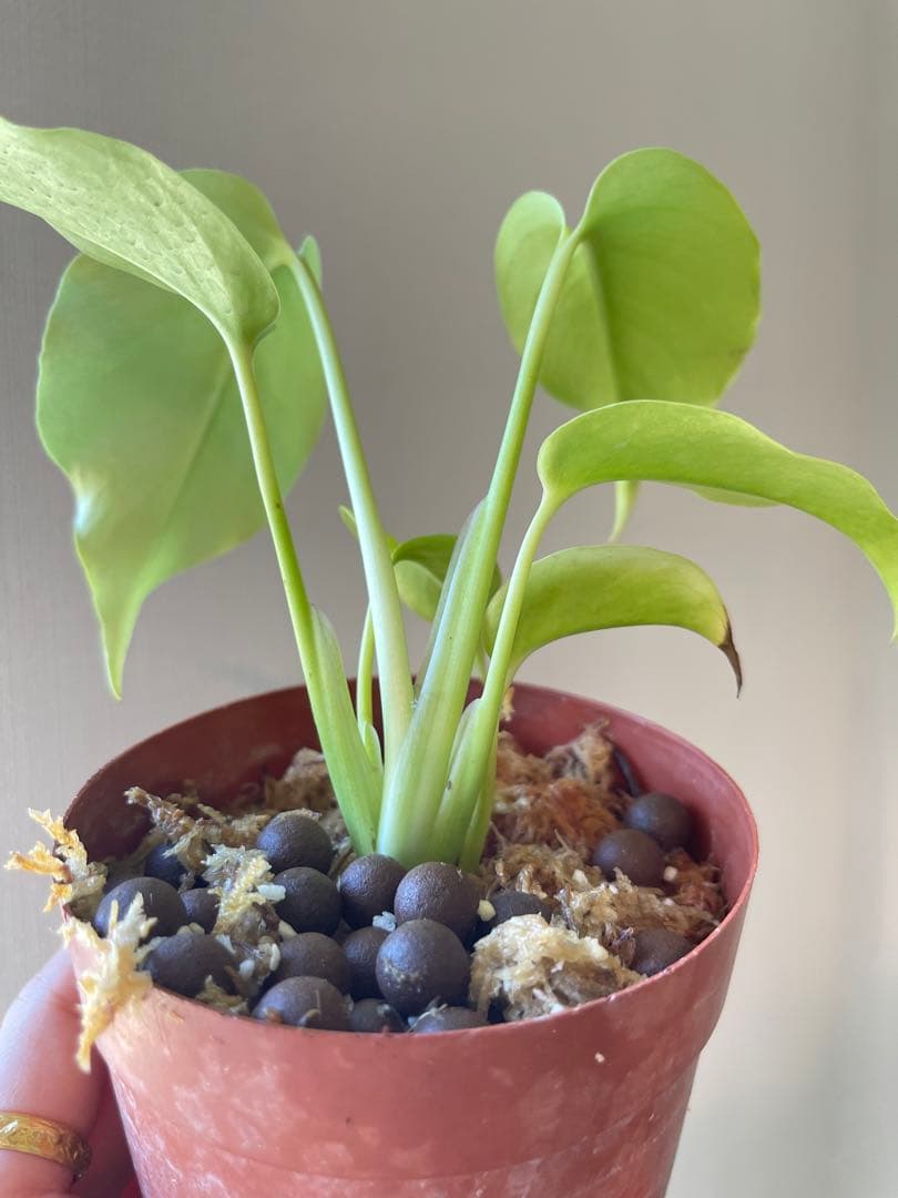 モンステラ・ポトス Monstera Deliciosa Lemon Lime