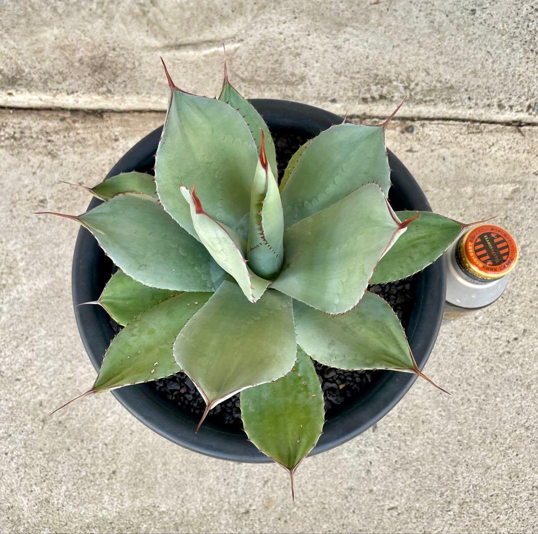 パリー　トランカータ