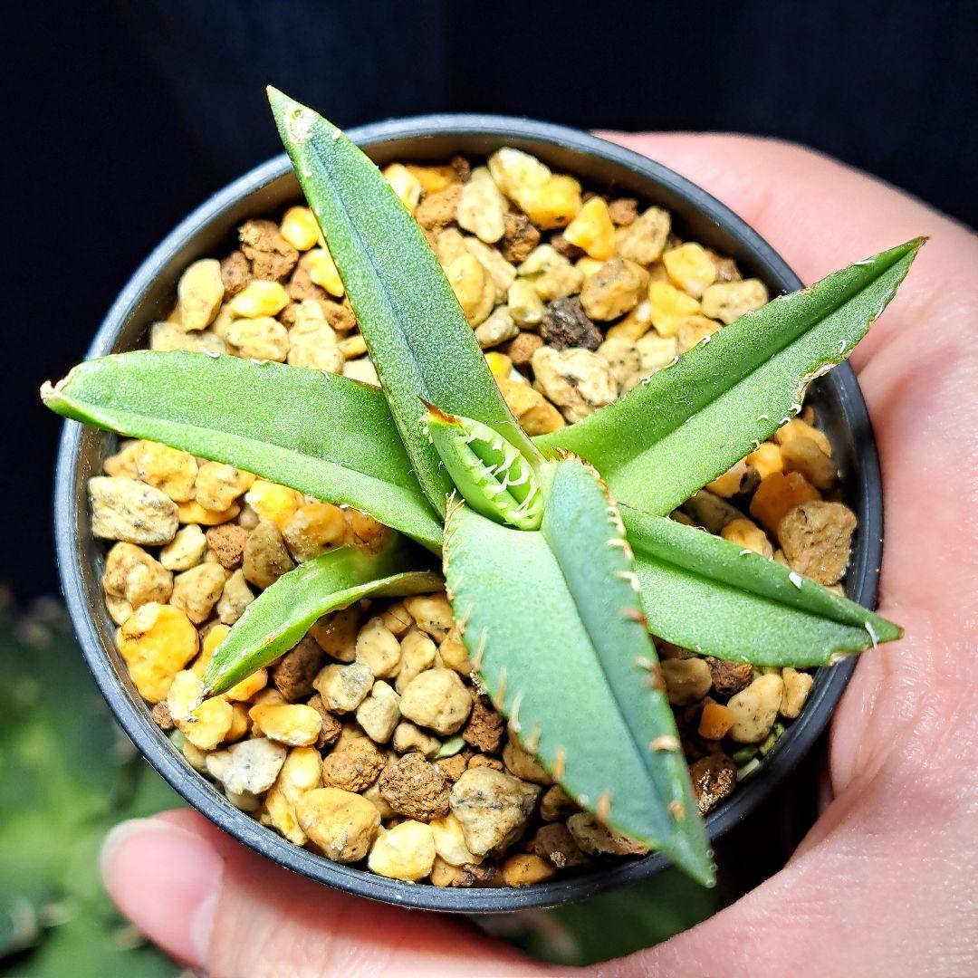 ★発根活着済安定株★鰐亀★　アガベ　チタノタ　スタッズ　鰐亀　②