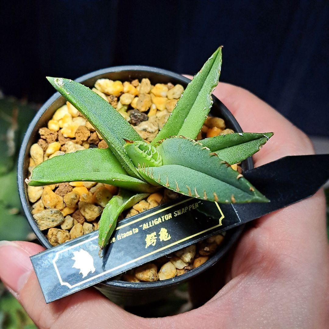 ★発根活着済安定株★鰐亀★　アガベ　チタノタ　スタッズ　鰐亀　②