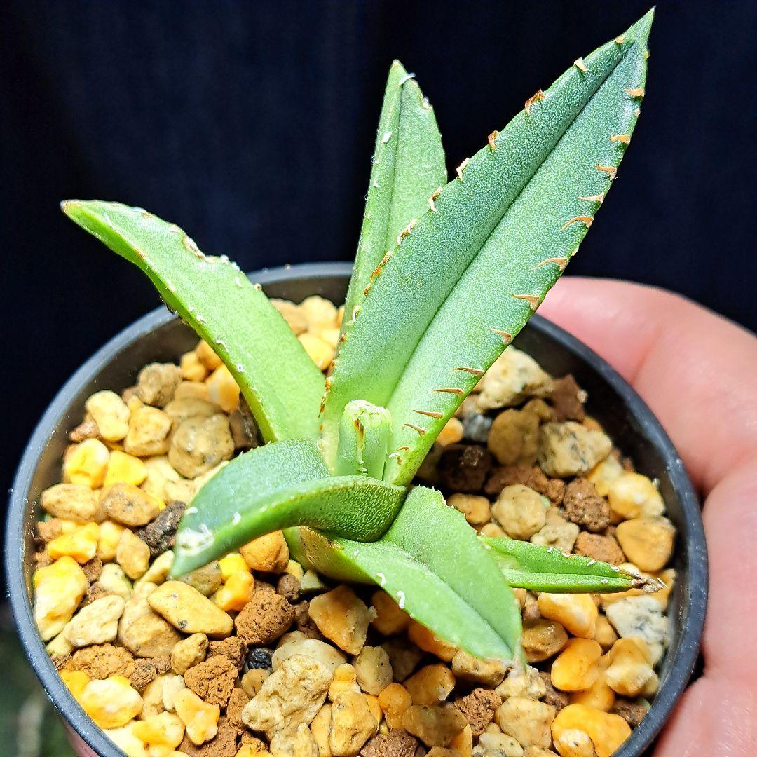 ★発根活着済安定株★鰐亀★　アガベ　チタノタ　スタッズ　鰐亀　②