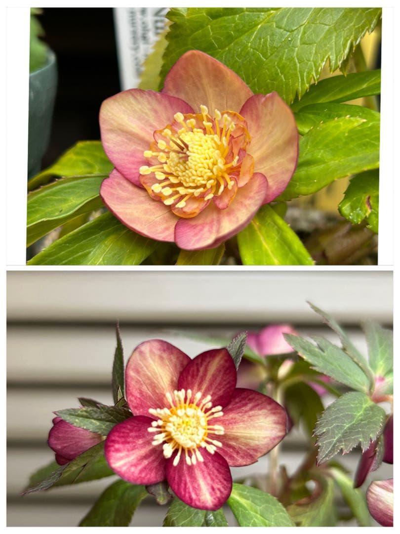 35 クリスマスローズ種　３粒 　 終了致しました。