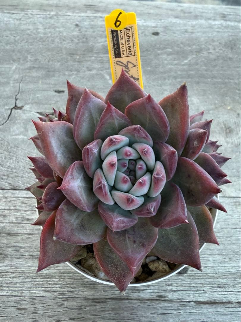 6 希少　SAMリンゼアナNo.6 カリフォルニア輸入　多肉植物