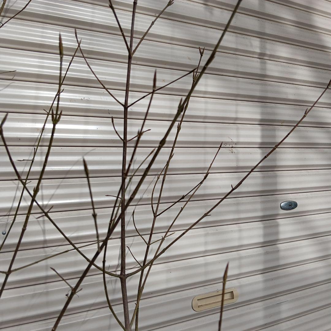 ツリバナ　株立　山採り