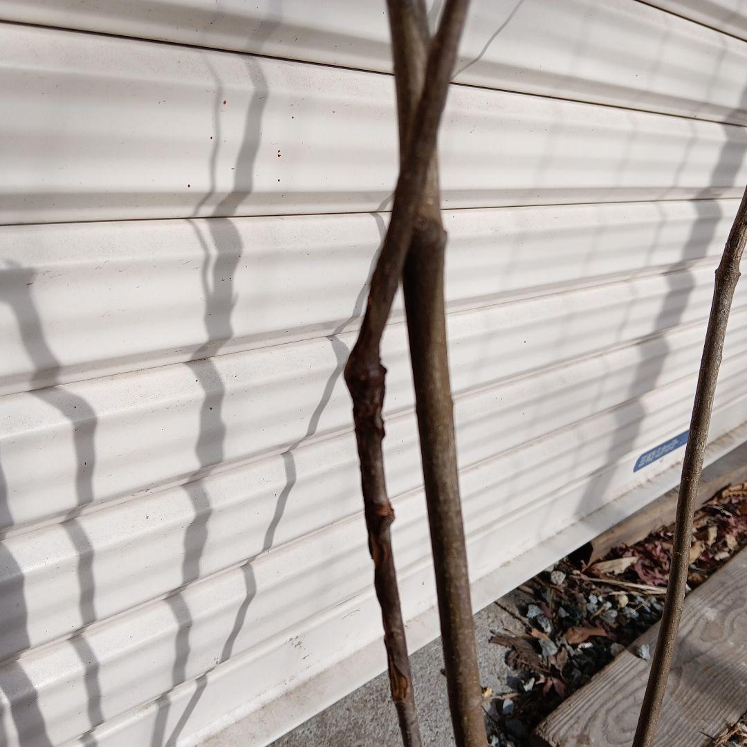 ツリバナ　株立　山採り