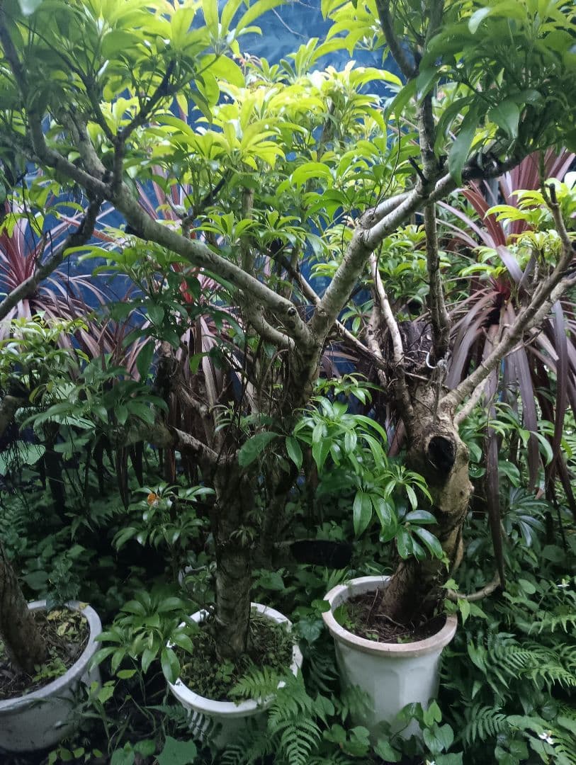 シェフレラ専用