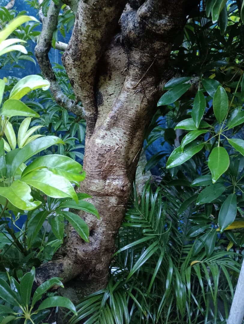 シェフレラ専用