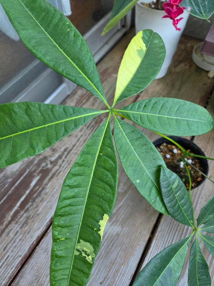 ま*ー様 パキラ　ムーンライト　実生苗