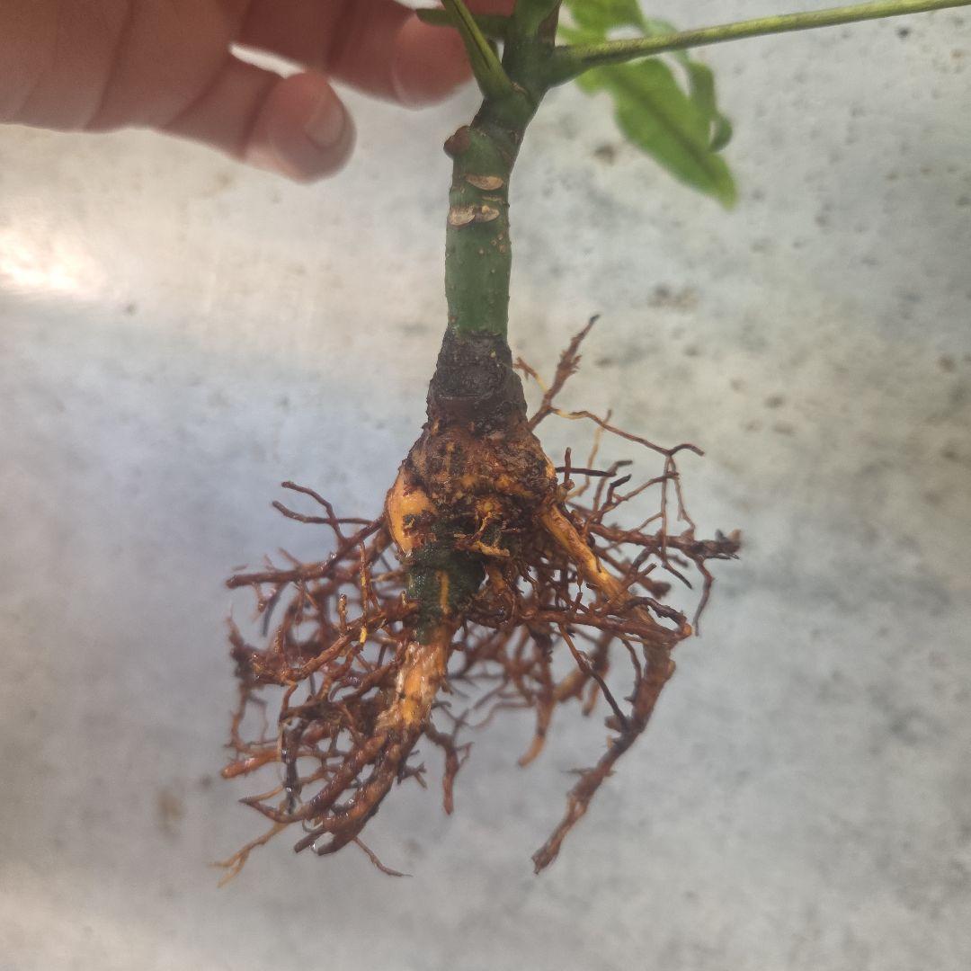 ま*ー様 パキラ　ムーンライト　実生苗