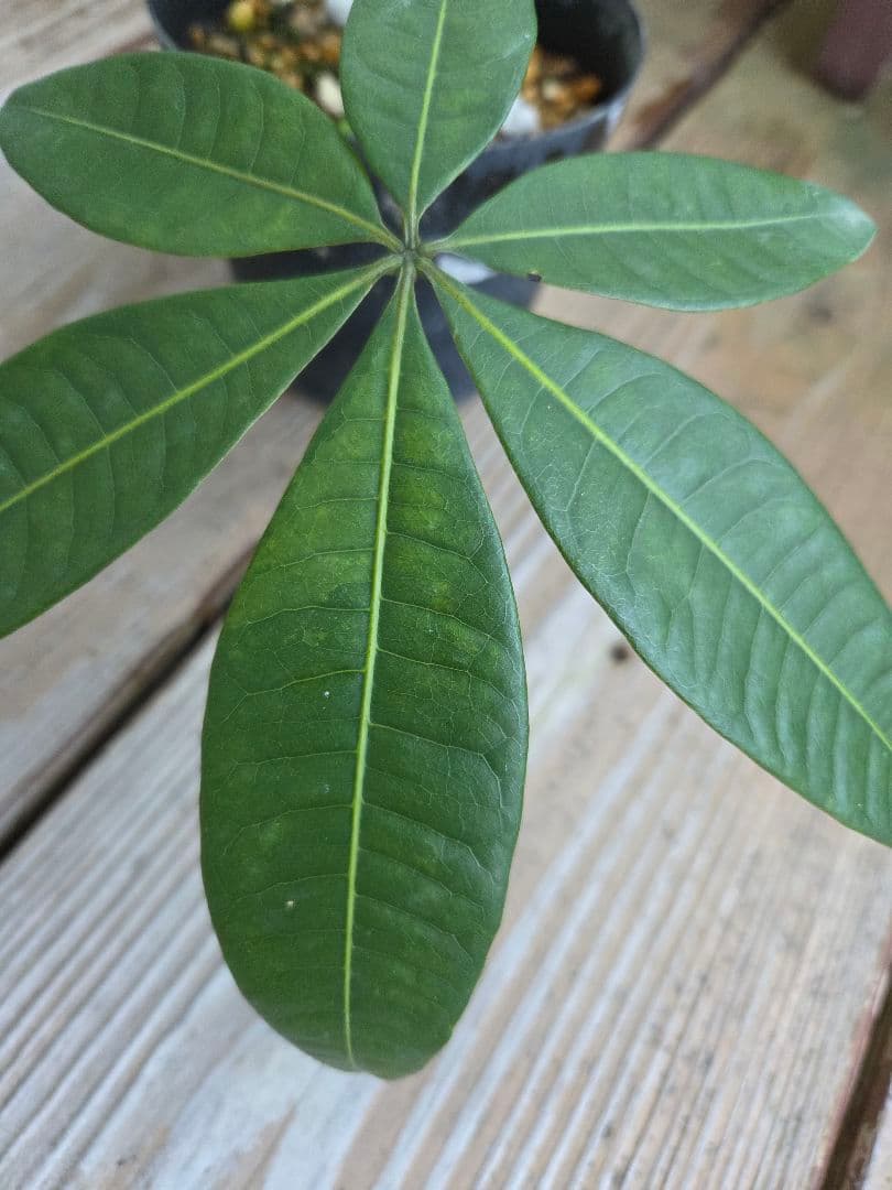 ま*ー様 パキラ　ムーンライト　実生苗