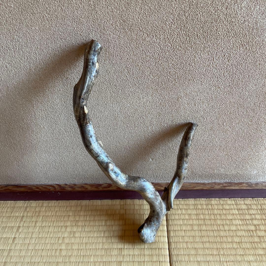 希少　海松珊瑚