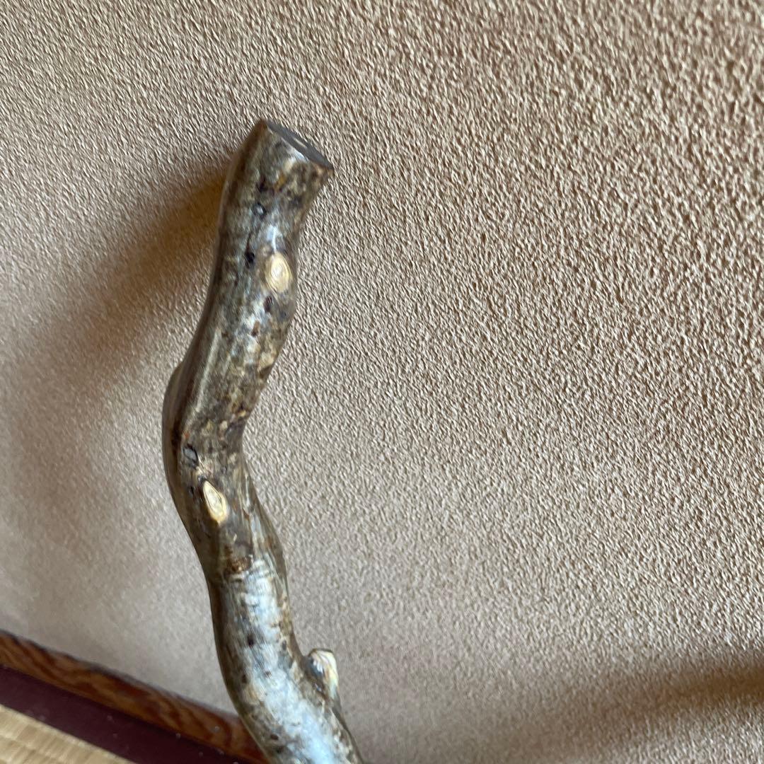 希少　海松珊瑚