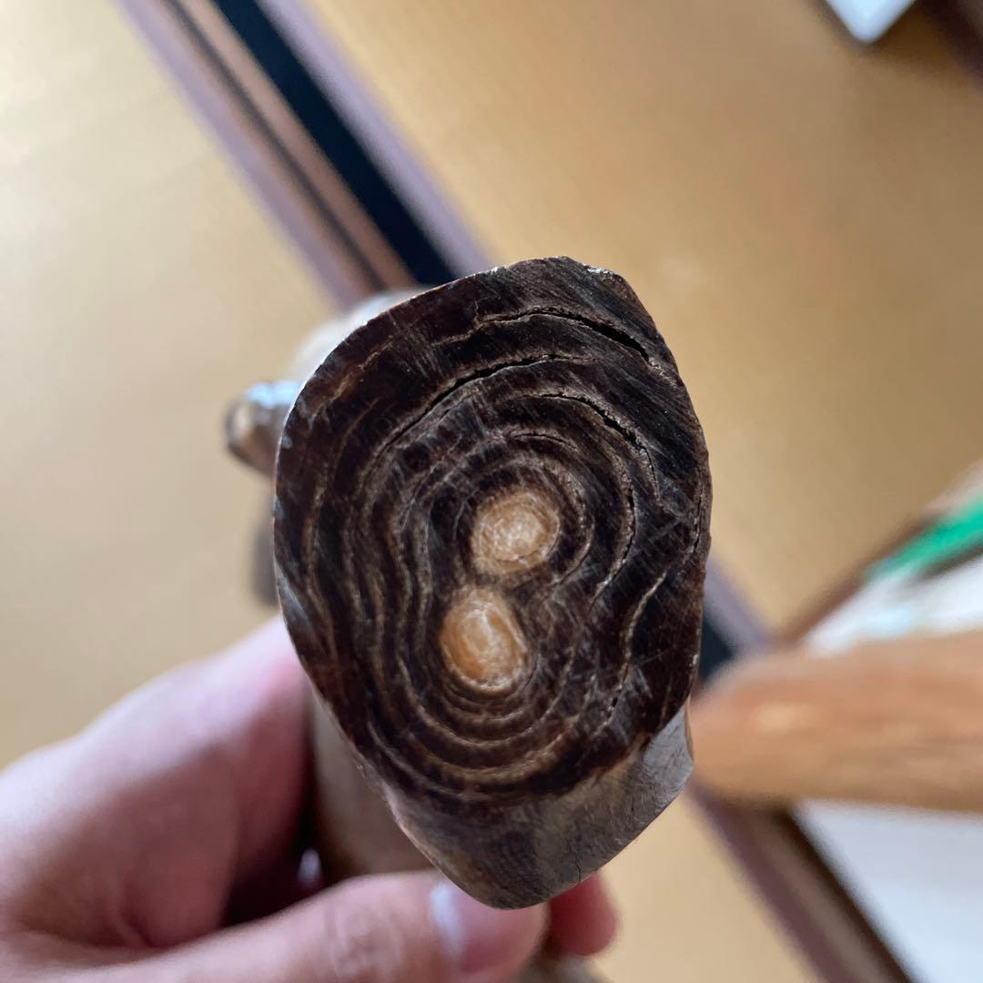 希少　海松珊瑚