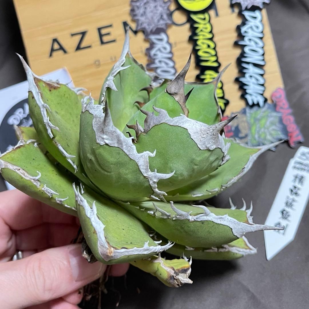 鯊魚劍　シャークソード　Shark Sword アガベ　ドラゴンアガベ