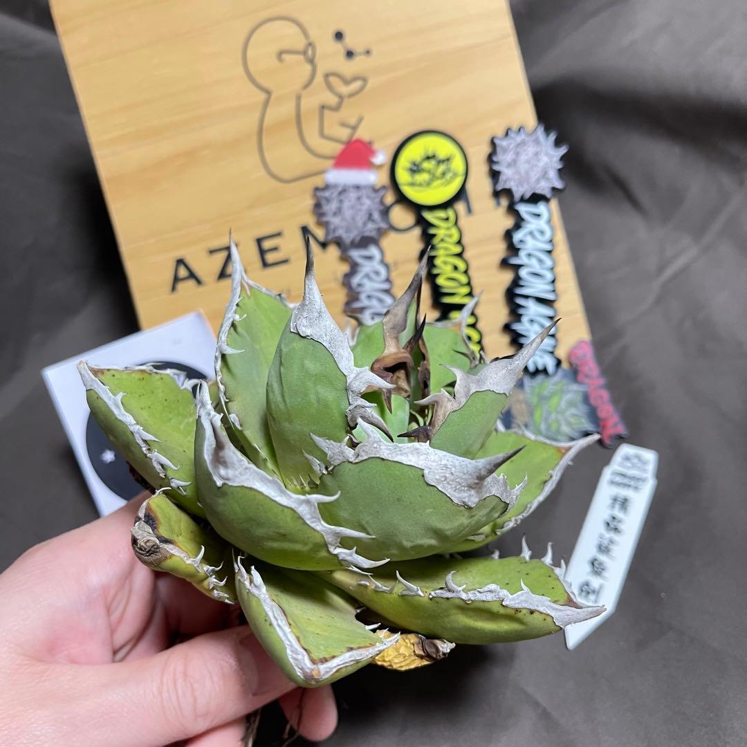 鯊魚劍　シャークソード　Shark Sword アガベ　ドラゴンアガベ