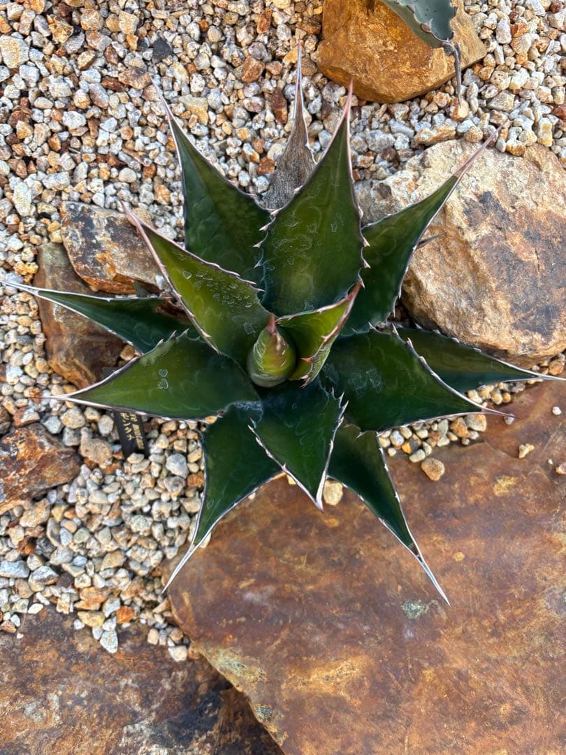 来月消しますので早い者勝ち‼️ アガベイラン産　モンタナ　大株　メルカリ便