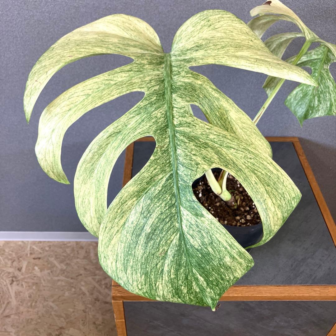 ☆*☆様 超絶希少❗️サイズ大❗️美株❗️モンステラ　フルミント✨