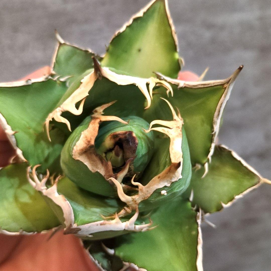 イランナーセリー選抜株 シャーク　イラン直輸入株 アガベ チタノタ