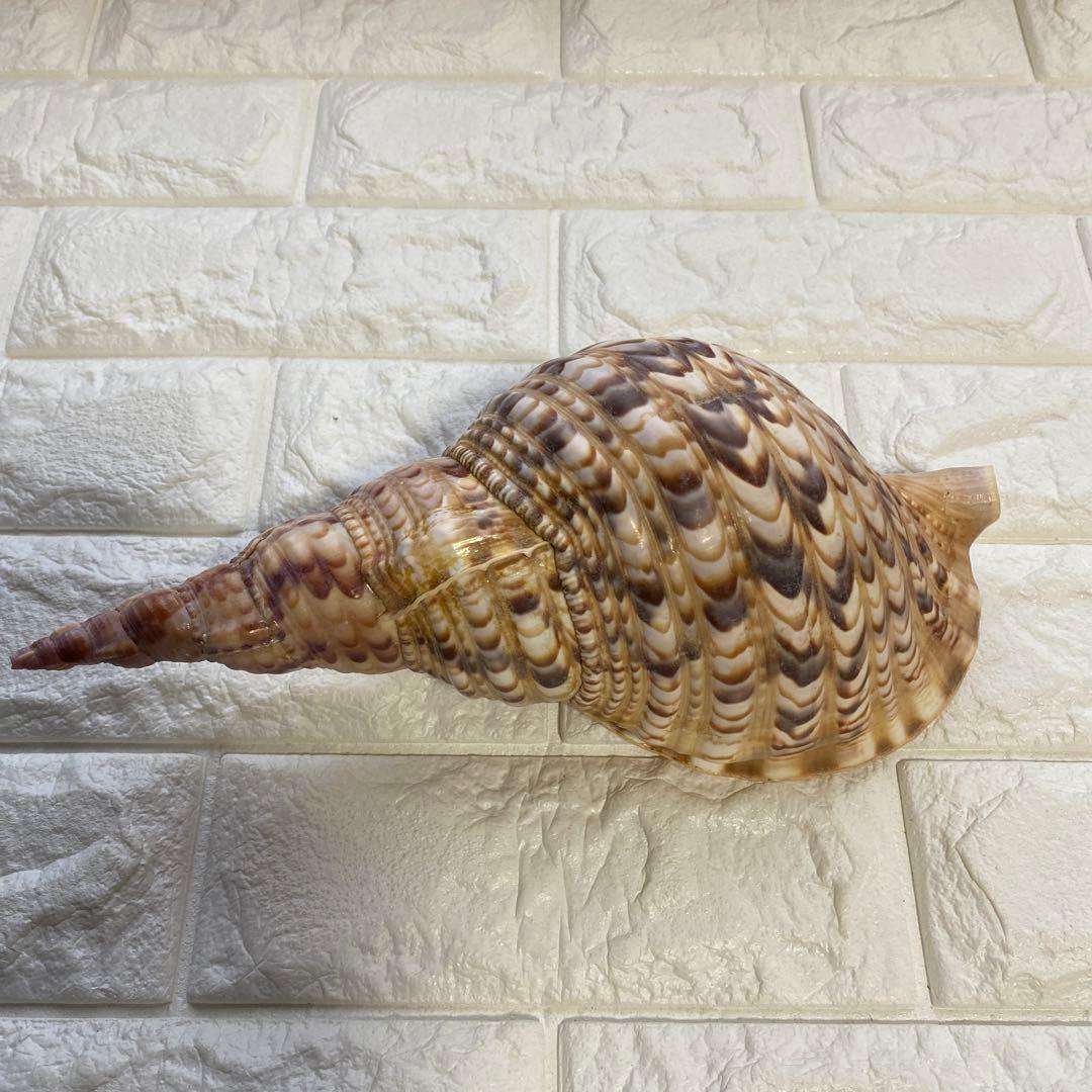 法螺貝　ホラ貝　置物　インテリア　約27cm
