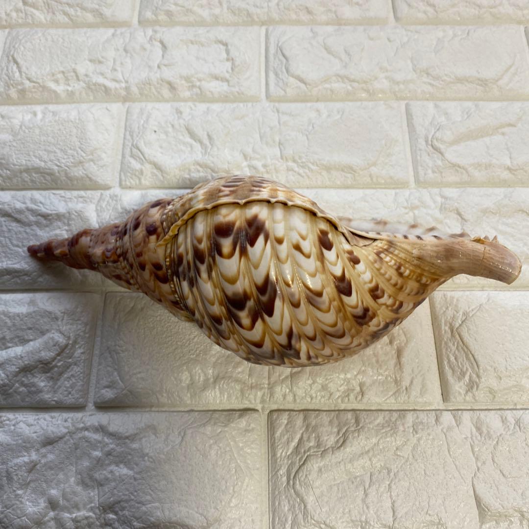 法螺貝　ホラ貝　置物　インテリア　約27cm