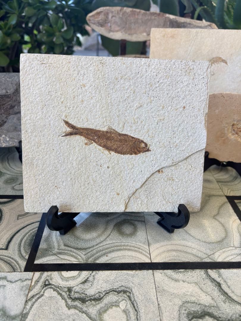 台付　ナイティア　魚　始新世　アメリカ　ワイオミング州化石　鉱石　希少