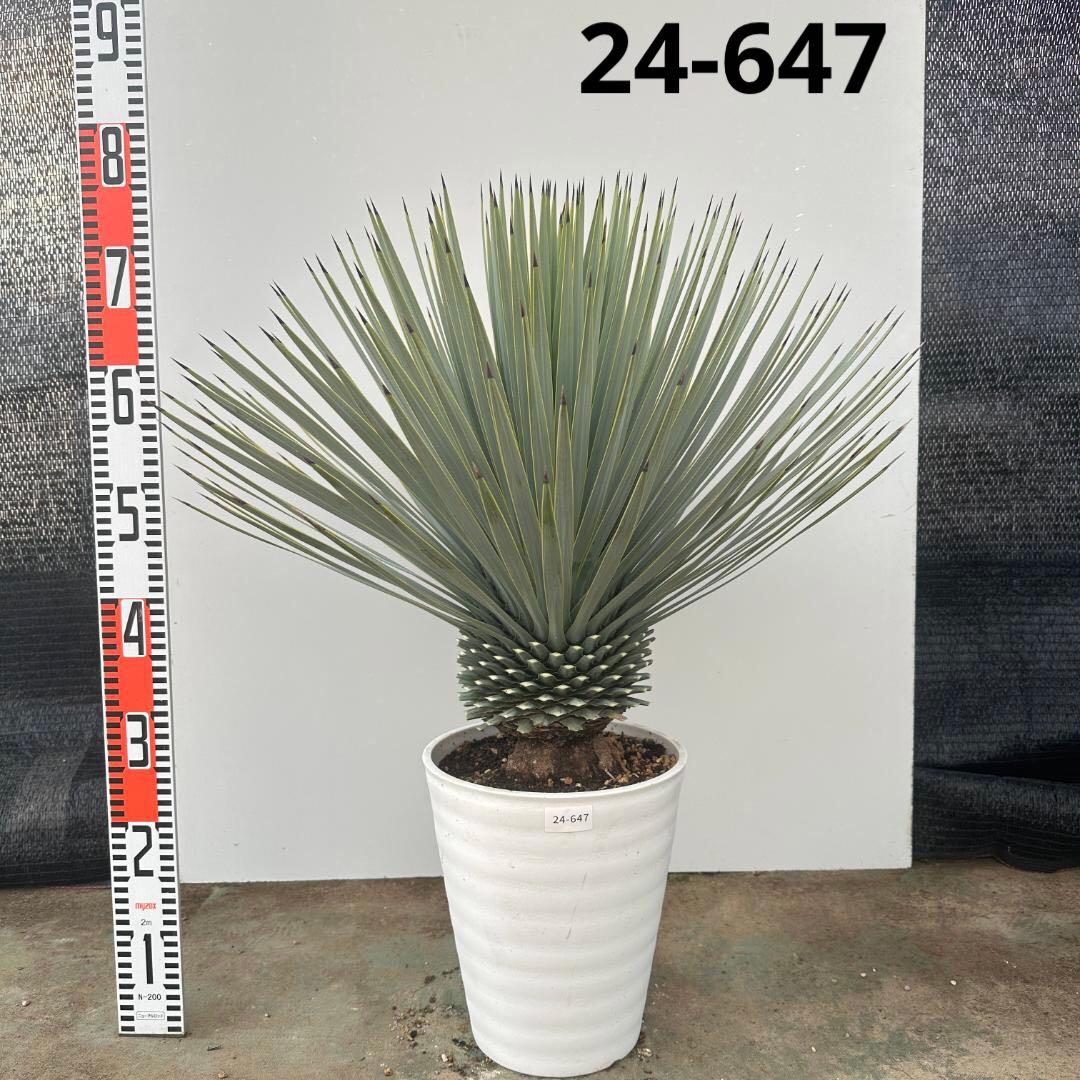 ユッカ　ロストラータ【24-647】超超美形　シルバーブルー