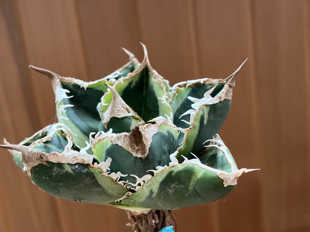 超選抜【速達】特大　優秀株　太棘　アガべ　チタノタ　SAD錦　覆輪斑　TC