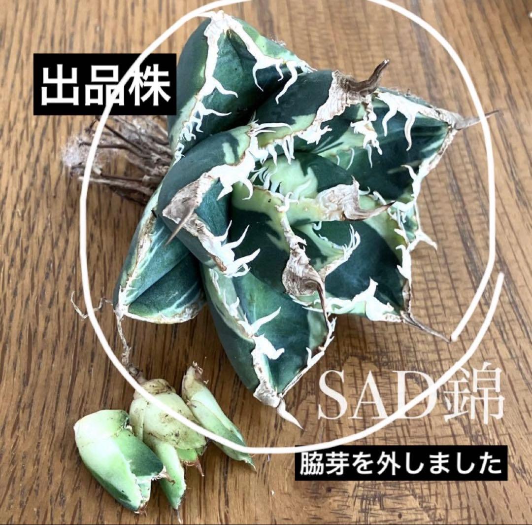 超選抜【速達】特大　優秀株　太棘　アガべ　チタノタ　SAD錦　覆輪斑　TC