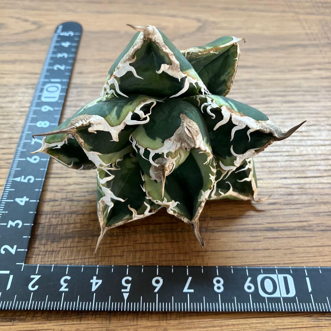 超選抜【速達】特大　優秀株　太棘　アガべ　チタノタ　SAD錦　覆輪斑　TC