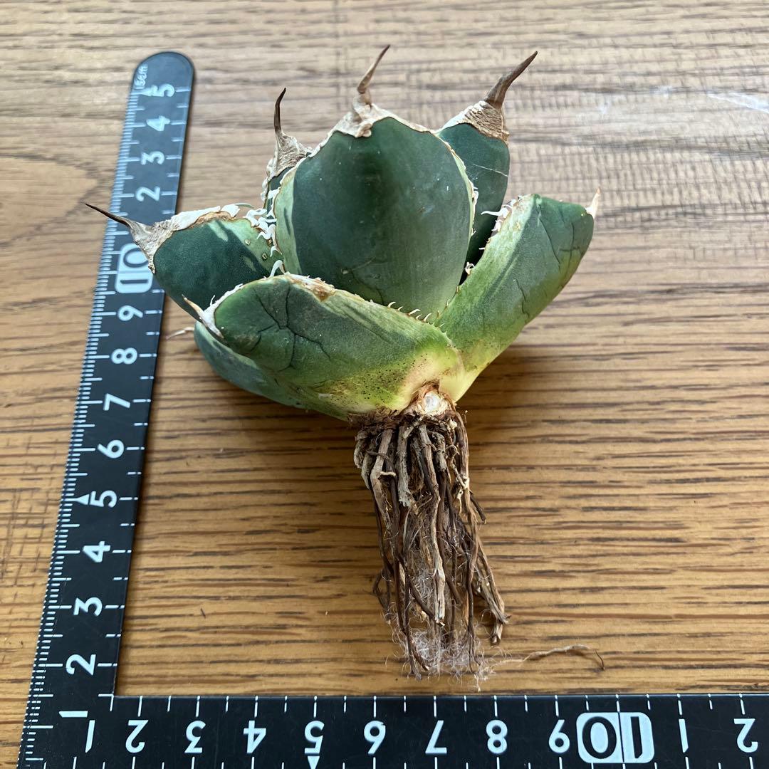 超選抜【速達】特大　優秀株　太棘　アガべ　チタノタ　SAD錦　覆輪斑　TC