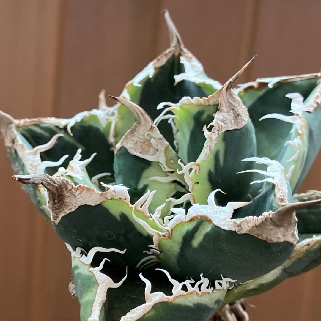 超選抜【速達】特大　優秀株　太棘　アガべ　チタノタ　SAD錦　覆輪斑　TC