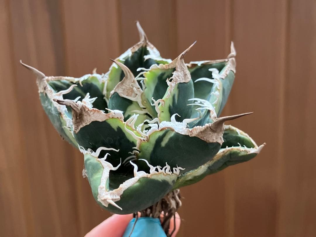 超選抜【速達】特大　優秀株　太棘　アガべ　チタノタ　SAD錦　覆輪斑　TC