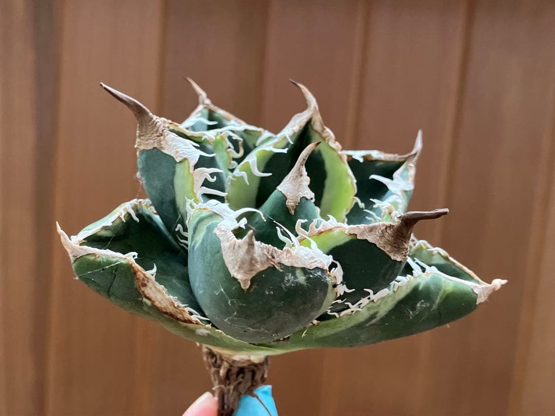 超選抜【速達】特大　優秀株　太棘　アガべ　チタノタ　SAD錦　覆輪斑　TC